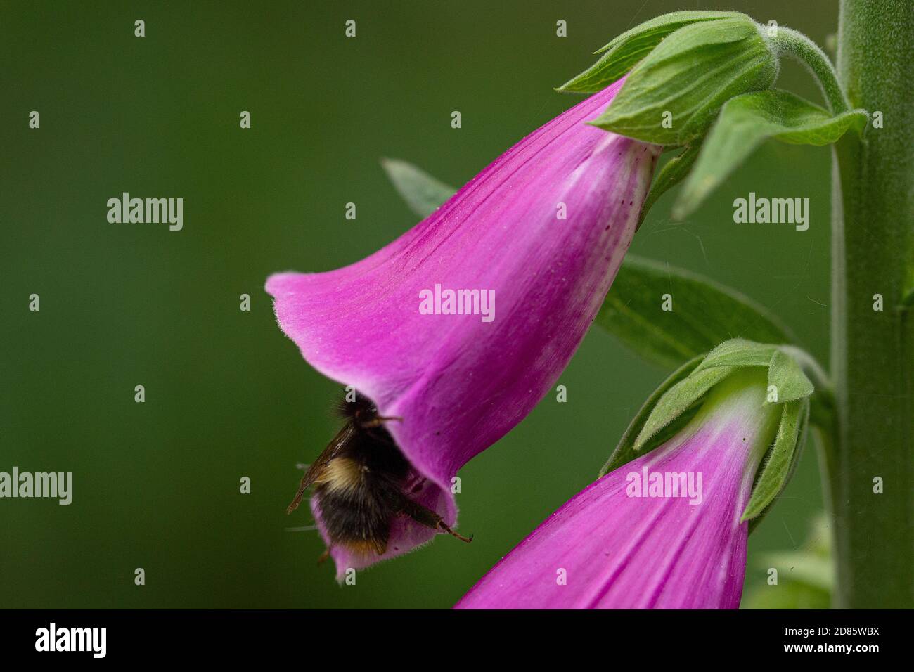 Bumblebee de début visite une fleur de Foxglove Banque D'Images