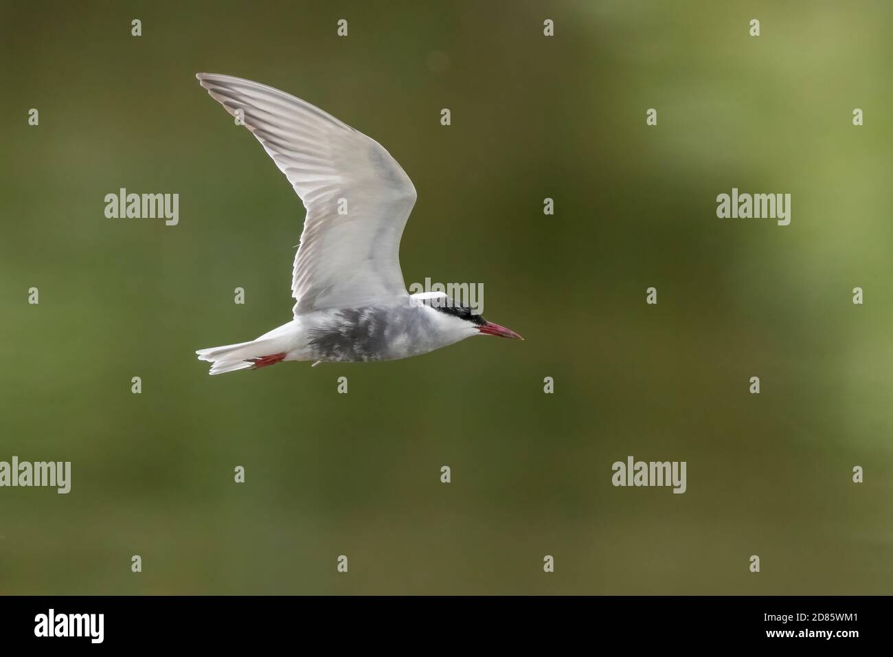 Sterne à moustaches (Chlidonias hybrida), adulte en vol, Campanie, Italie Banque D'Images