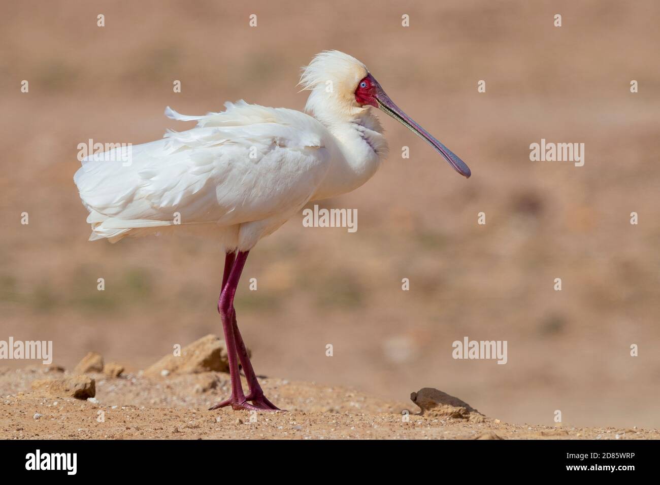 African Spoonbill (Platalea alba), vue latérale d'un adulte debout au sol, Cap occidental, Afrique du Sud Banque D'Images