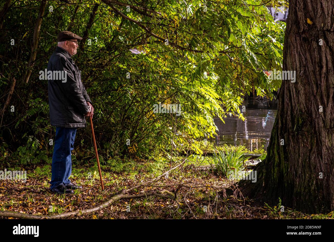Homme âgé avec bâton de marche dans les arbres, Norwich, Norfolk, Royaume-Uni Banque D'Images