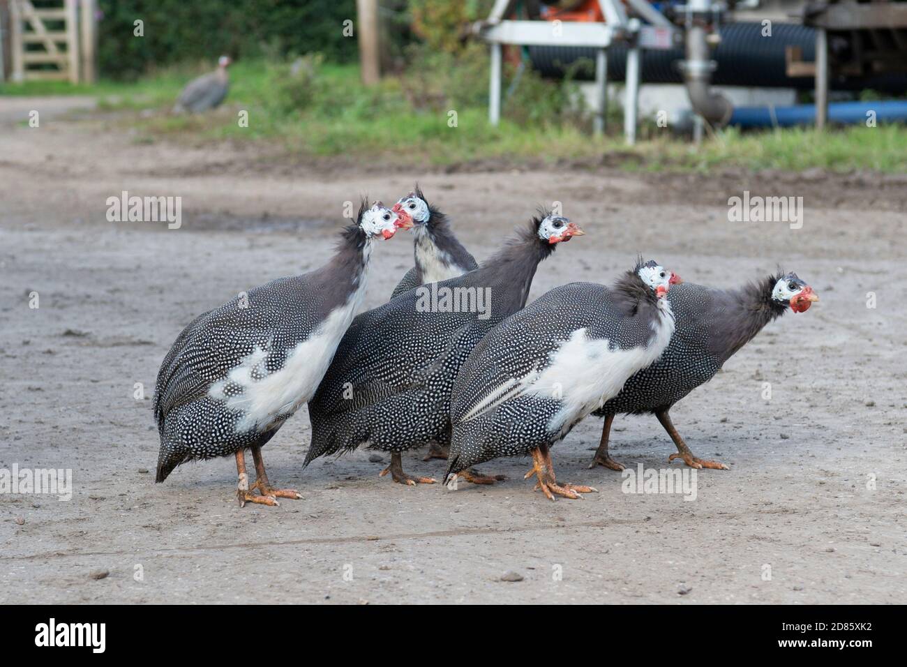 Comment S Appelle Le Mâle De La Pintade Pintade male Banque de photographies et d'images à haute résolution - Alamy