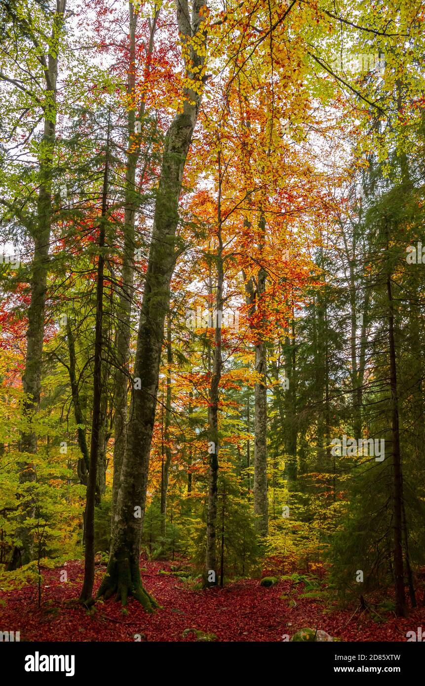 Les couleurs de l'automne. De belles feuilles orange et jaune dans une journée ensoleillée dans une forêt de montagne. Banque D'Images