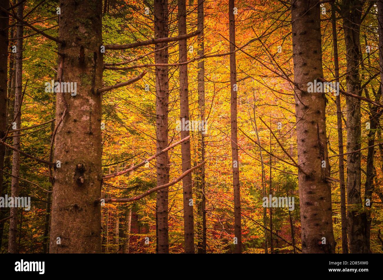 Les couleurs de l'automne. De belles feuilles orange et jaune dans une journée ensoleillée dans une forêt de montagne. Banque D'Images