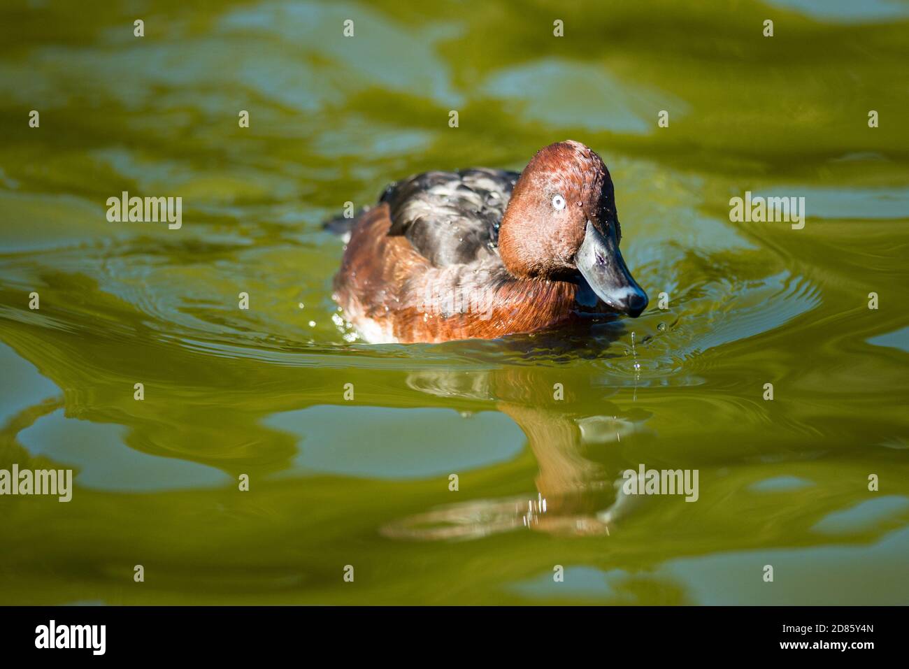 Drake Ferrugineux canard nageant sur le lac de navigation Helston Banque D'Images