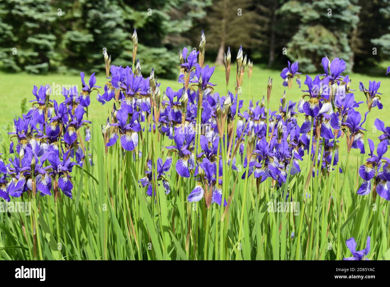 Groupe d'Iris de Sibérie bleu floraison dans un jardin Banque D'Images