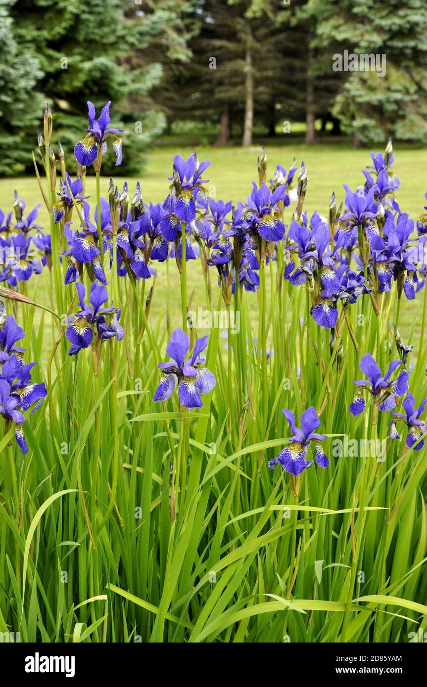Groupe d'Iris de Sibérie bleu floraison dans un jardin Banque D'Images