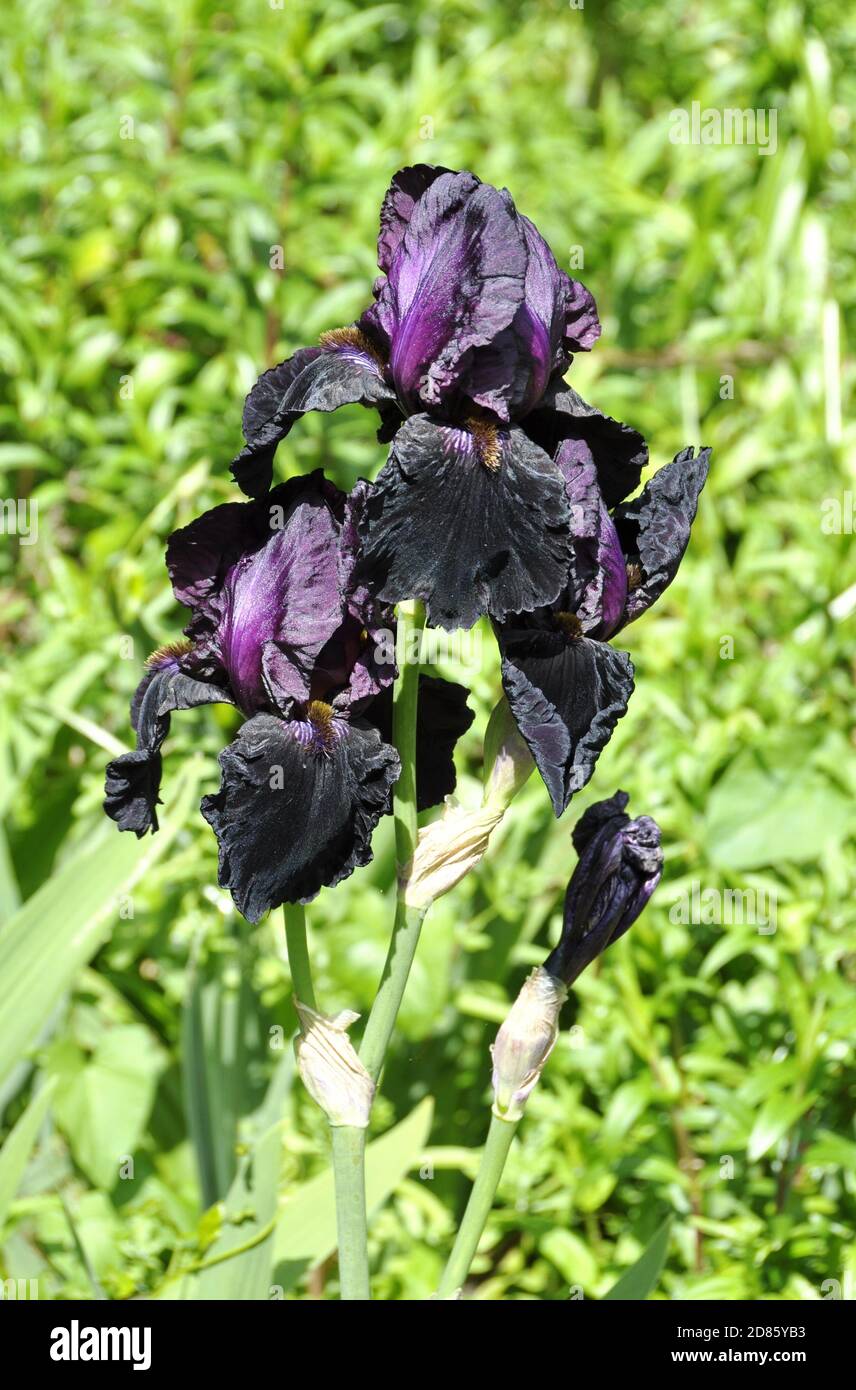 Iris violet foncé dans un jardin Banque D'Images