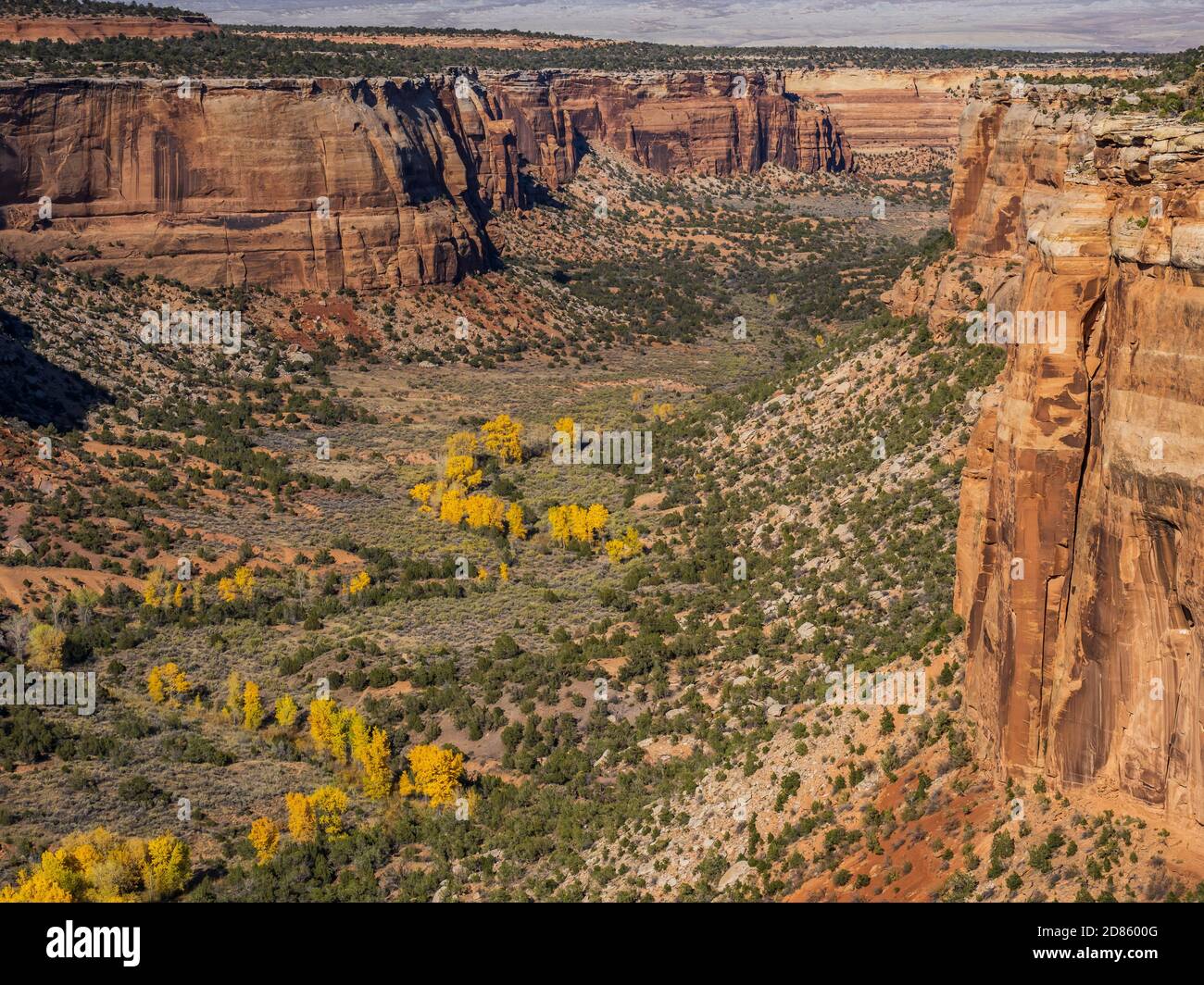 Canyon Ute depuis Rim Rock Drive, monument national du Colorado près de Grand Junction, Colorado. Banque D'Images