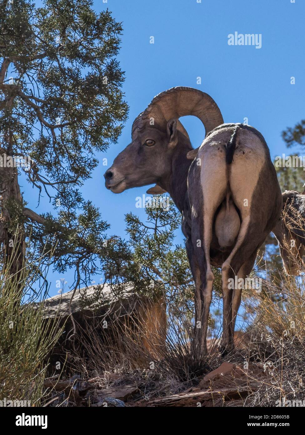 Bighorn RAM, Monument Canyon Trail, Colorado National Monument près de Grand Junction, Colorado. Banque D'Images