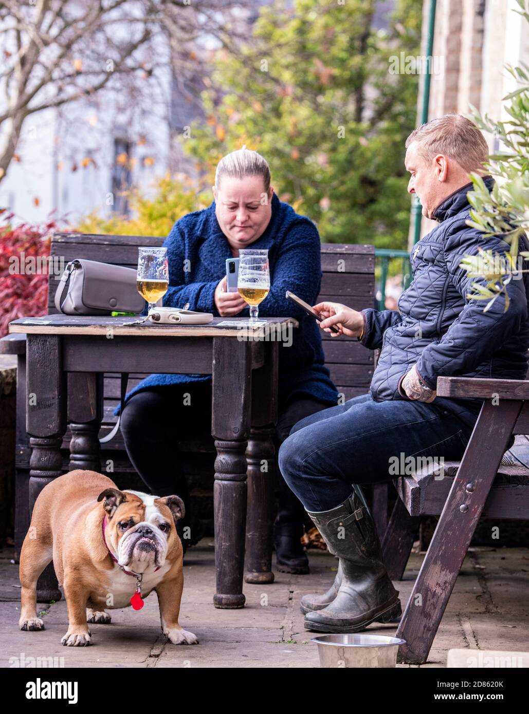 Deux personnes utilisant un téléphone dans un jardin de bière avec un chien Bulldog Banque D'Images