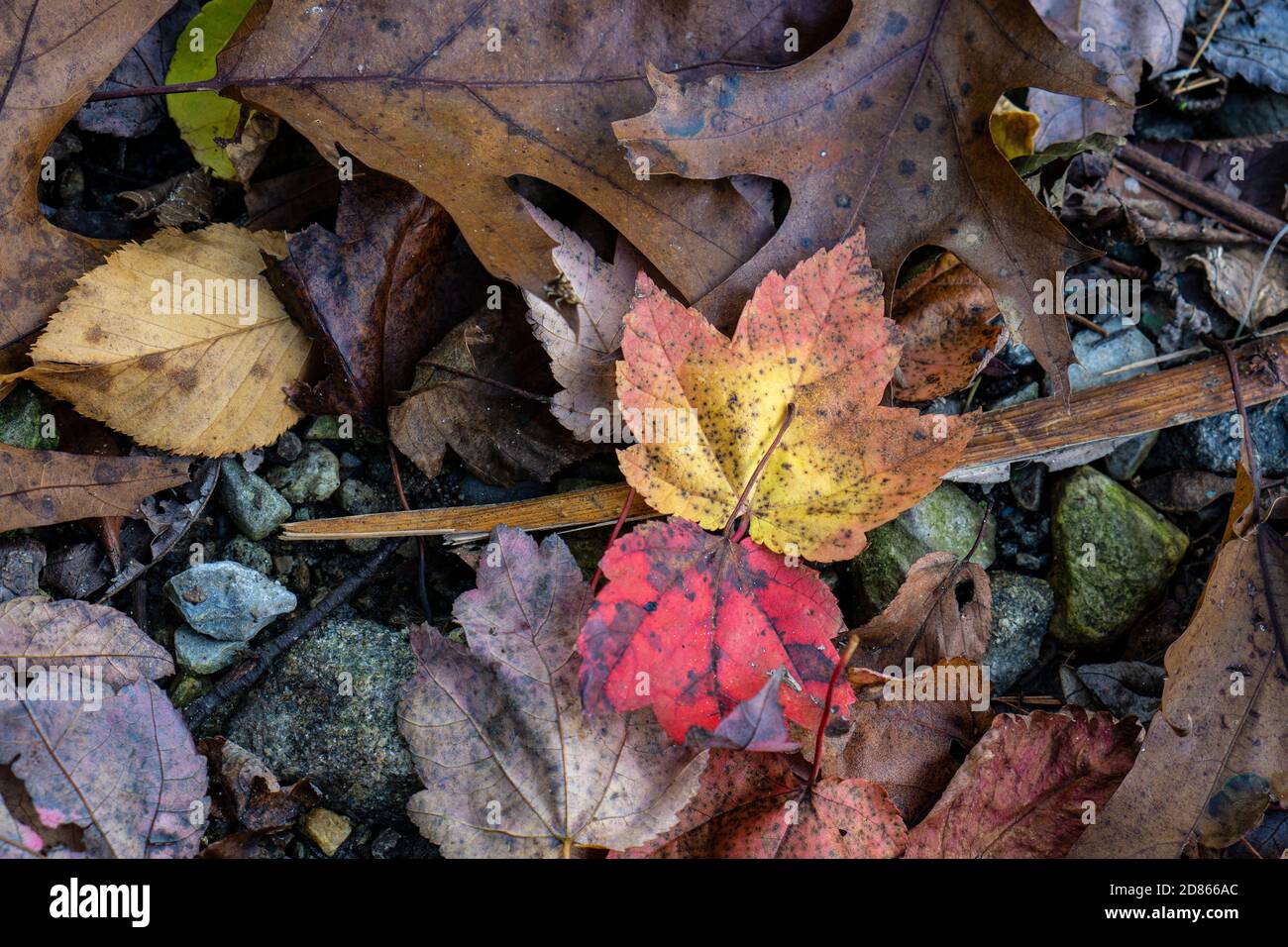 Gros plan de vieilles feuilles vieillissantes qui sont tombées d'un arbre sur le sol pendant la saison d'automne Banque D'Images