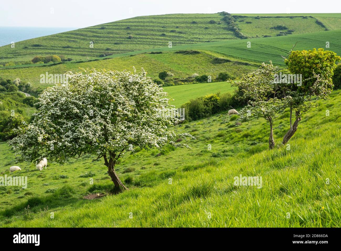 Paysage rural de collines ondoyantes et de champs verts avec fleurs de Hawthorn et moutons paître près de la mer entre Winspit et Worth Matravers, Dorset Banque D'Images