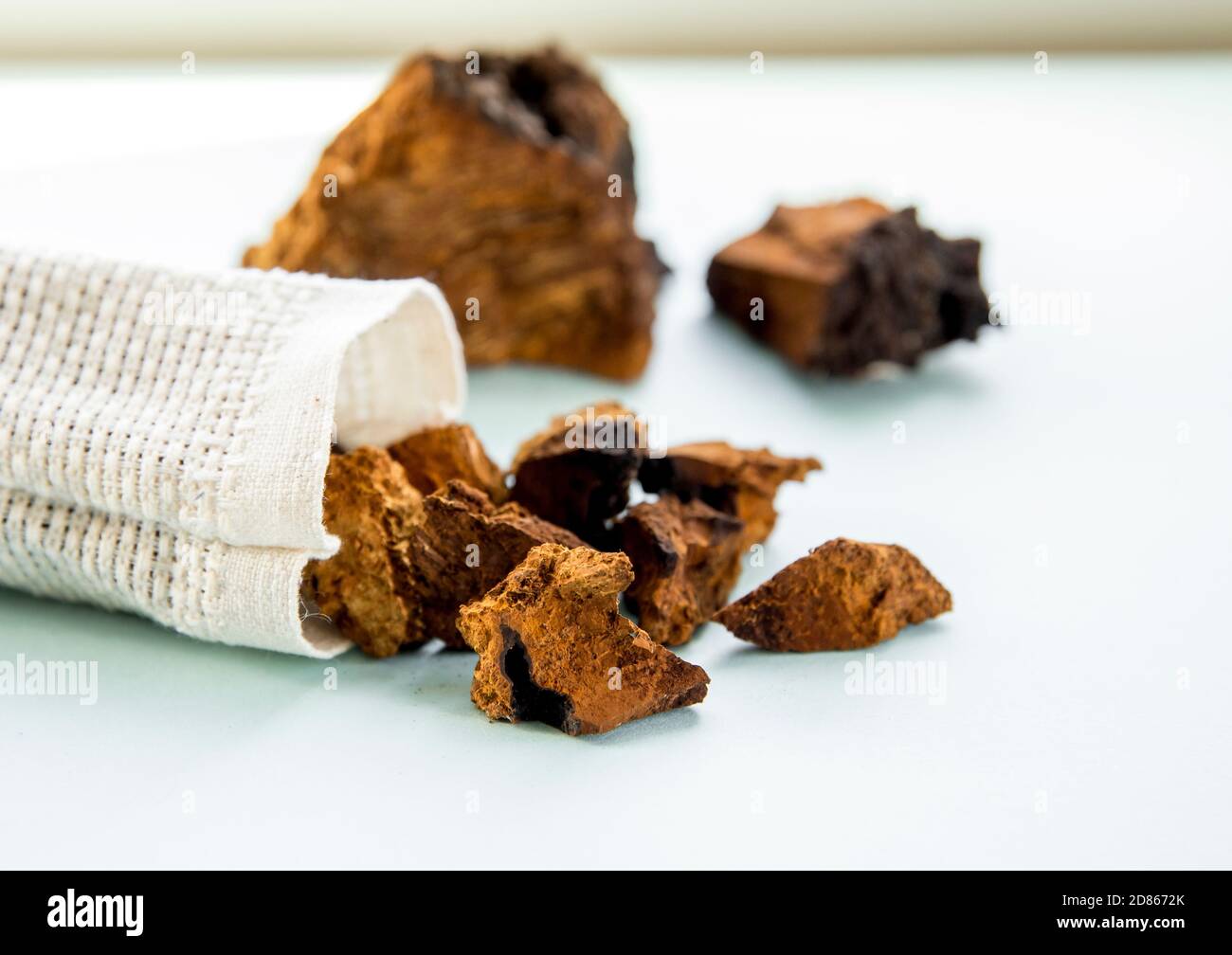 Vue latérale du chaga mushroom naturel sauvage, l'Inonotus obliquus poudre et morceaux pour faire du thé et café sur fond bleu clair. Usine de plantes en bonne santé Banque D'Images