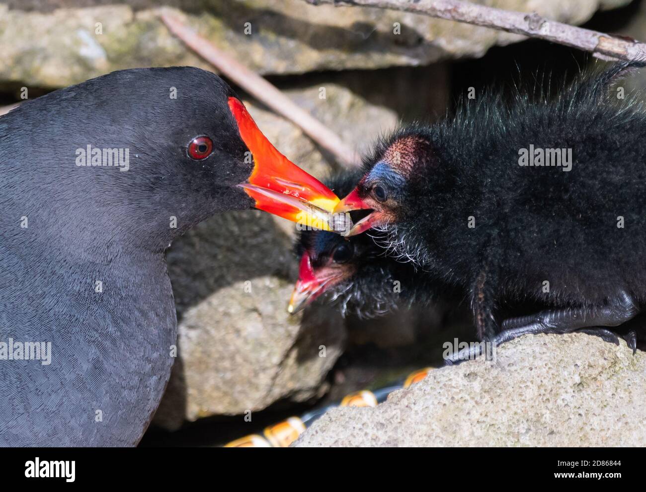 La Gallinule poule-d'eau (Gallinula chloropus) est transmis par l'alimentation un adulte poule d'au printemps dans le West Sussex, Angleterre, Royaume-Uni. Nourrir les oiseaux bec poussin. Banque D'Images
