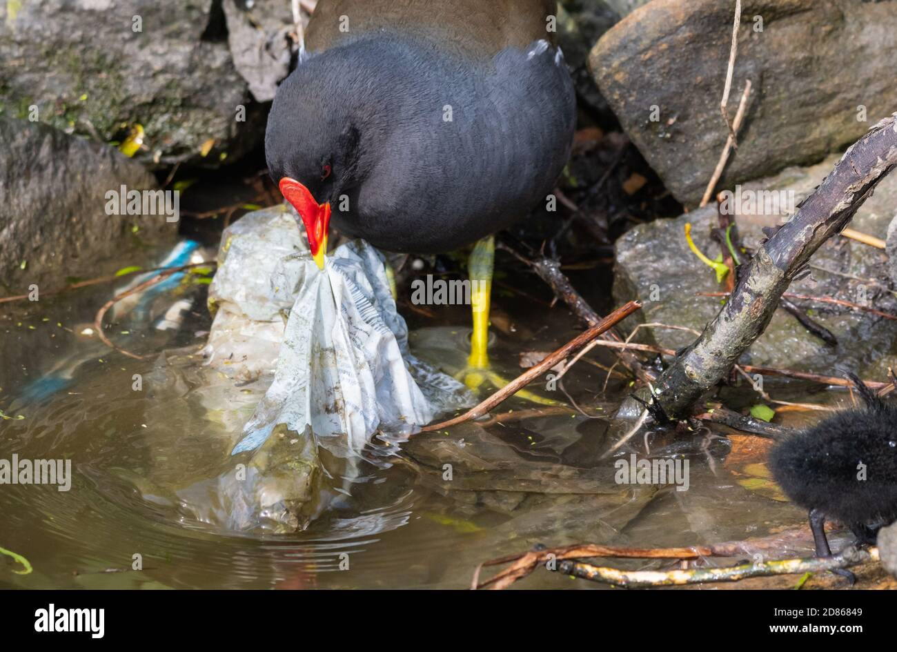 Moorhen (Gallinula chloropus) déplacement des déchets de plastique rejetés (litière, ordures) dans l'eau au printemps, dans l'ouest du Sussex, Angleterre, Royaume-Uni. Banque D'Images