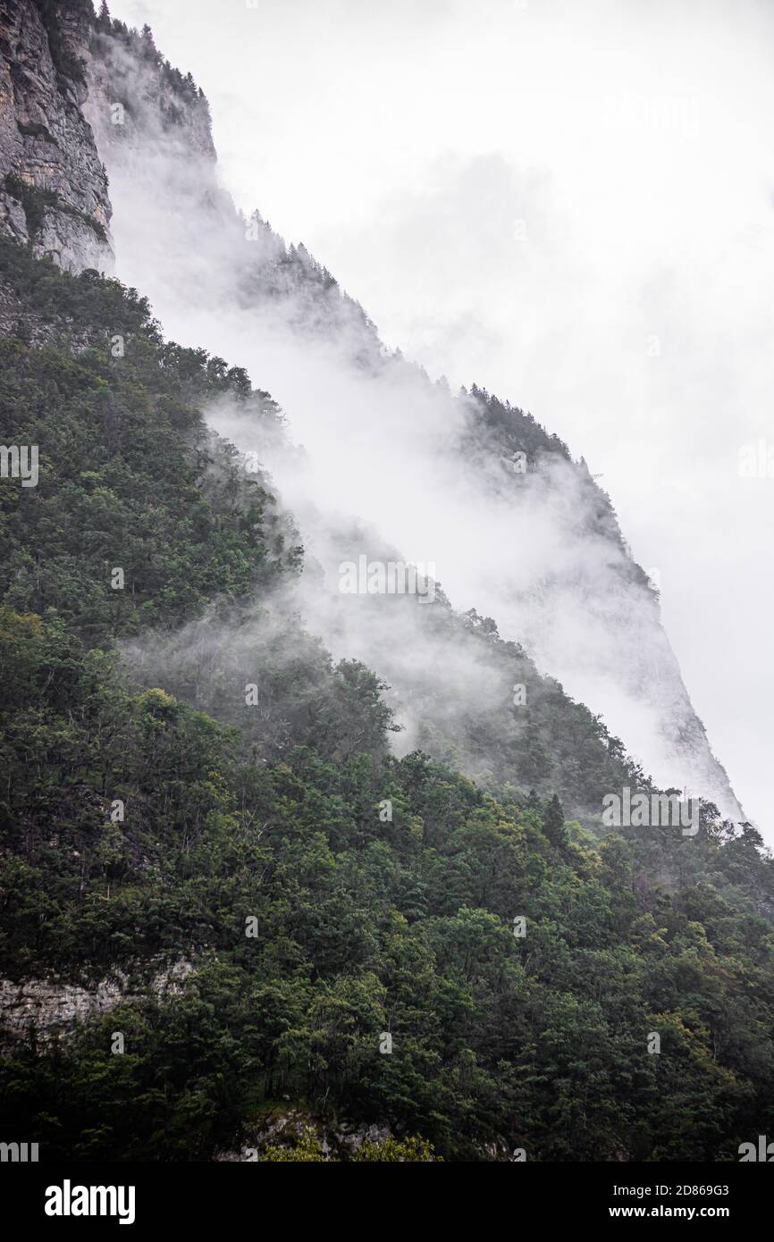 Magnifique paysage brumeux dans les montagnes. Arbres dans les montagnes suisses après la pluie. Suisse Banque D'Images