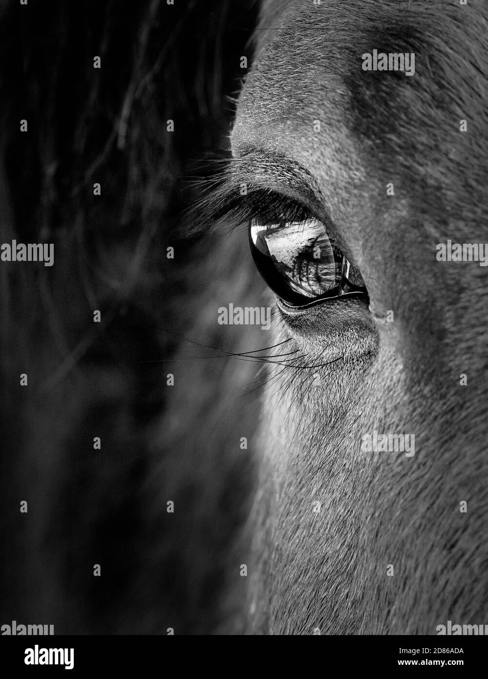 Le visage et l'œil de cheval en noir et blanc Banque D'Images