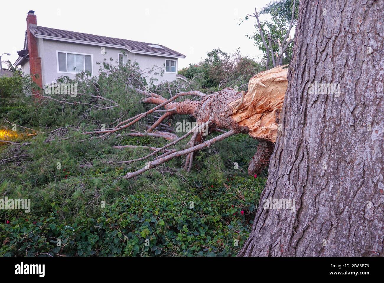 De forts vents de Santa Ana qui répandent des feux de forêt dans le comté d'Orange La Californie a également fait descendre des arbres dans la ville d'Irvine Vu dans cette photo du 27 octobre 2020 Banque D'Images