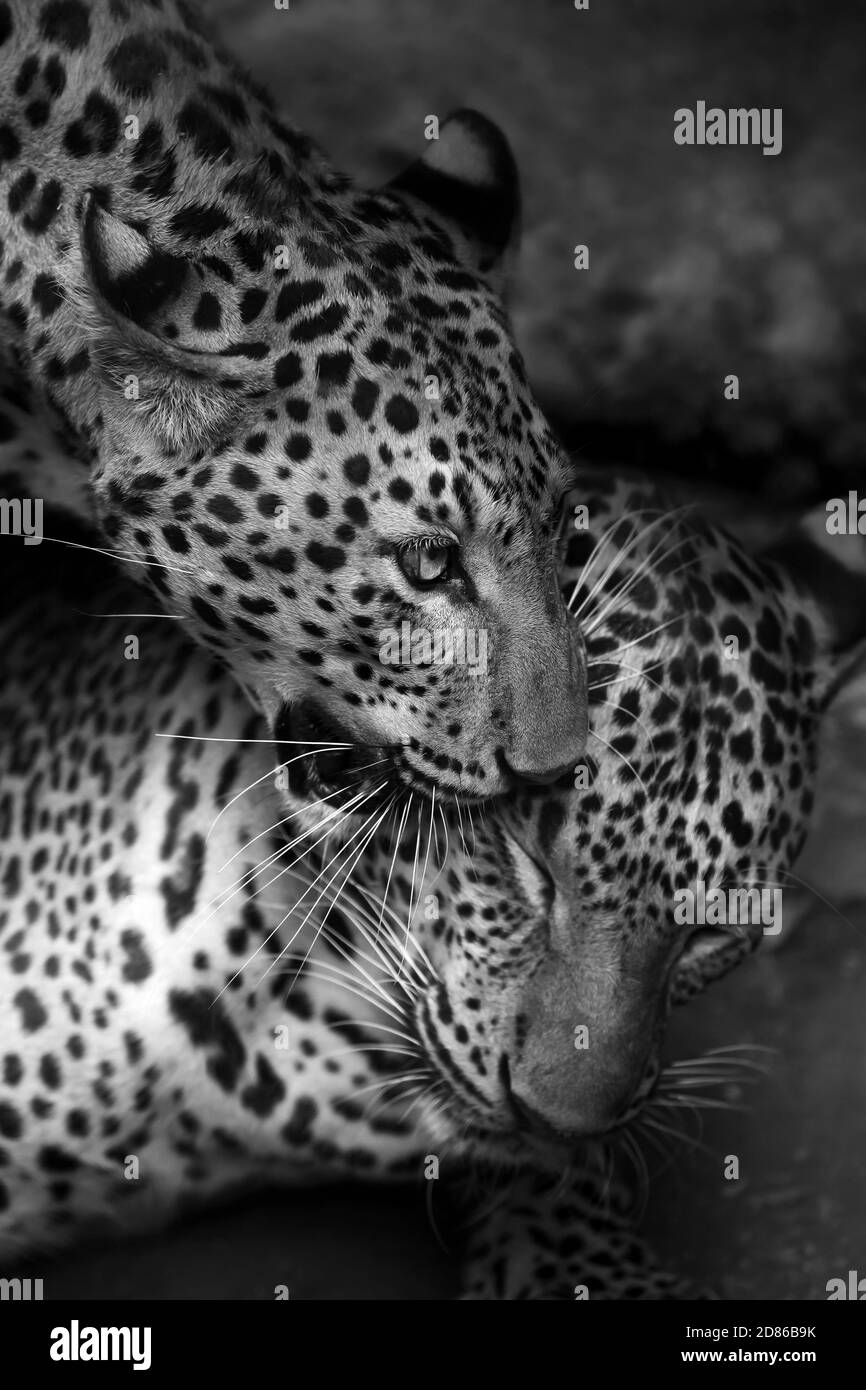 Couple Indochinese leopard toilettage dans la grotte. Monochrome mise au point sur la tête léopard. Banque D'Images