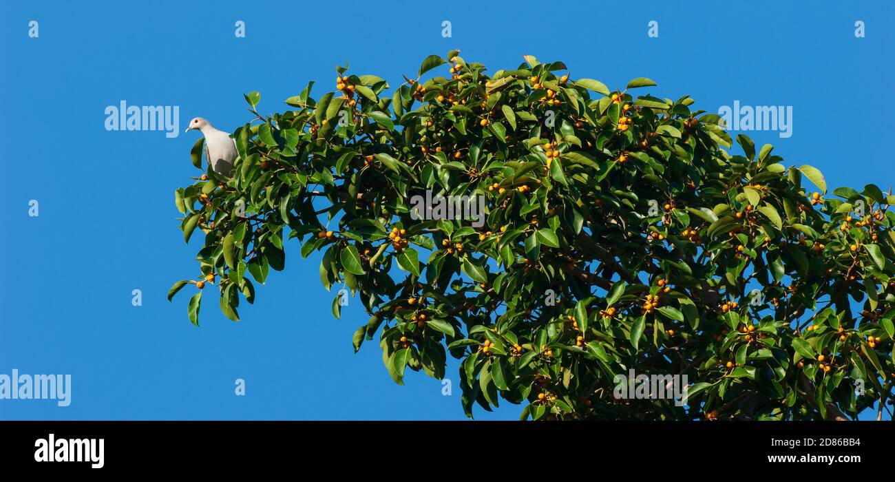 Un pigeon impérial de montagne ou Ducula badia se nourrissant de fruits mûrs de figuier en saison. Banque D'Images