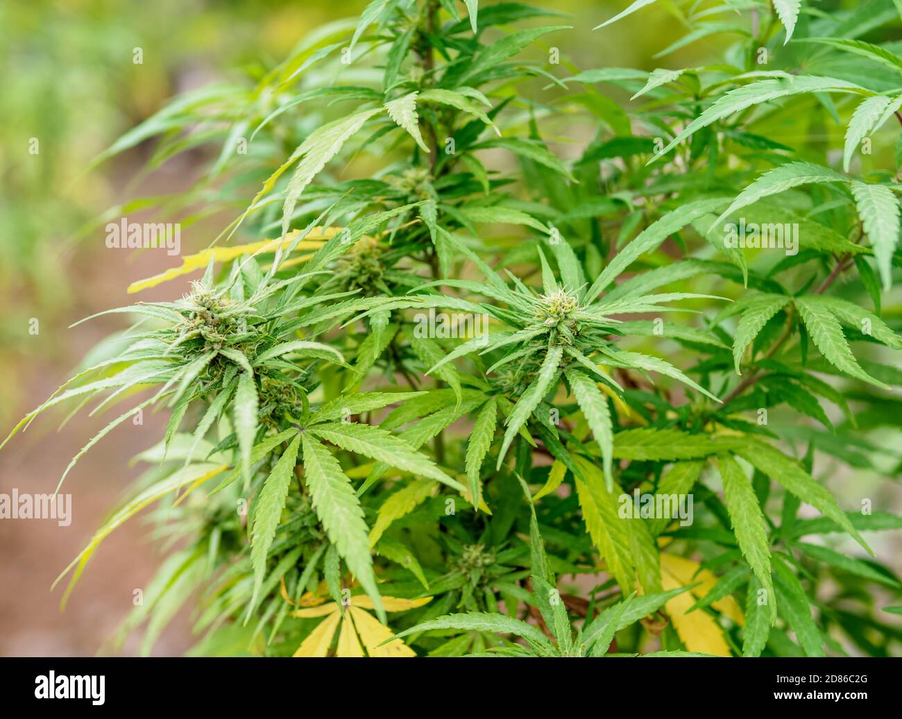 Usine de marijuana à la communauté Rastafarian, Blue Mountains, paroisse de Saint Andrew, Jamaïque Banque D'Images