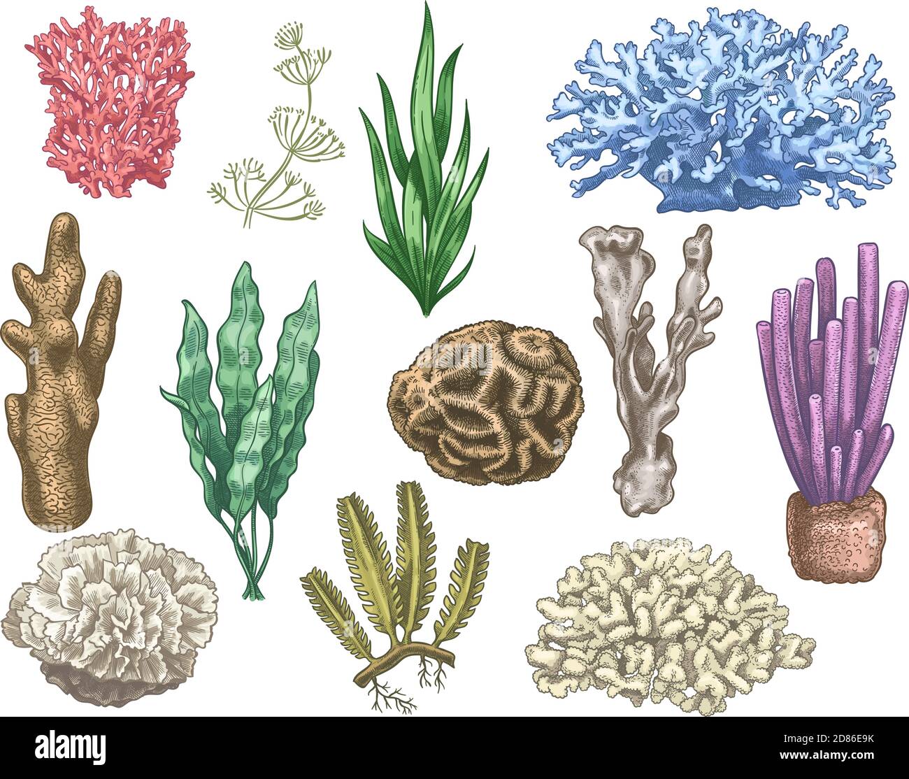 Algues et coraux dessinés à la main. Plantes sous-marines de récif de mer et d'aquarium. Varech, algues marines mauvaises herbes vintage coloré style isolé ensemble de vecteur Illustration de Vecteur