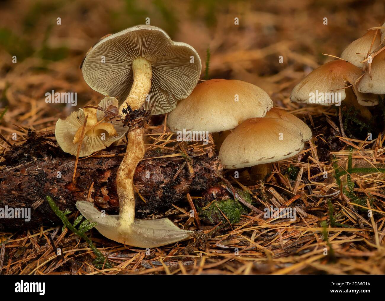Tuft de conifères (Hypholoma capnoides), croissant sur un cône de pin, New Abbey, Dumfries, SW Écosse Banque D'Images