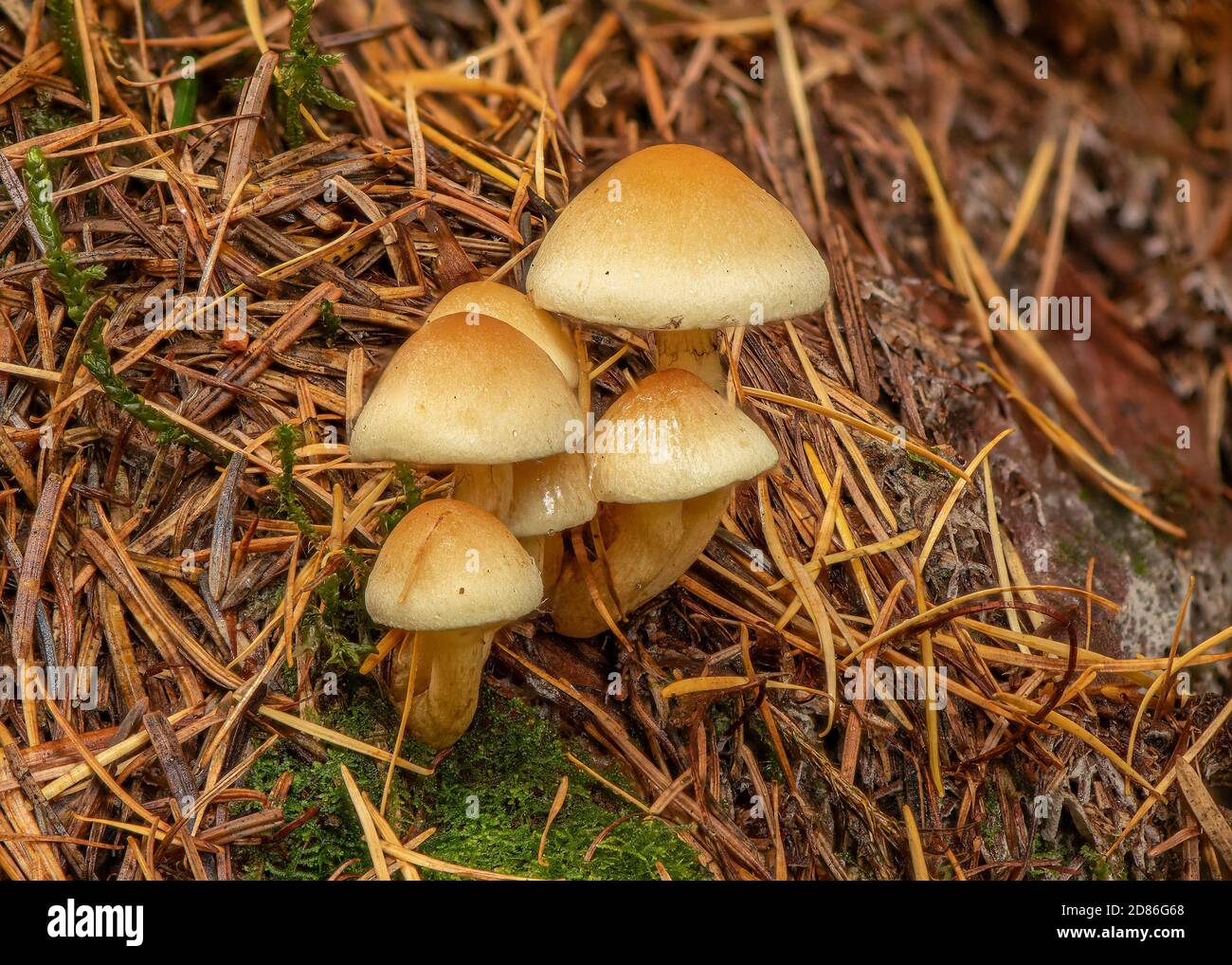 Tuft de conifères (Hypholoma capnoides), croissant sur un cône de pin, New Abbey, Dumfries, SW Écosse Banque D'Images
