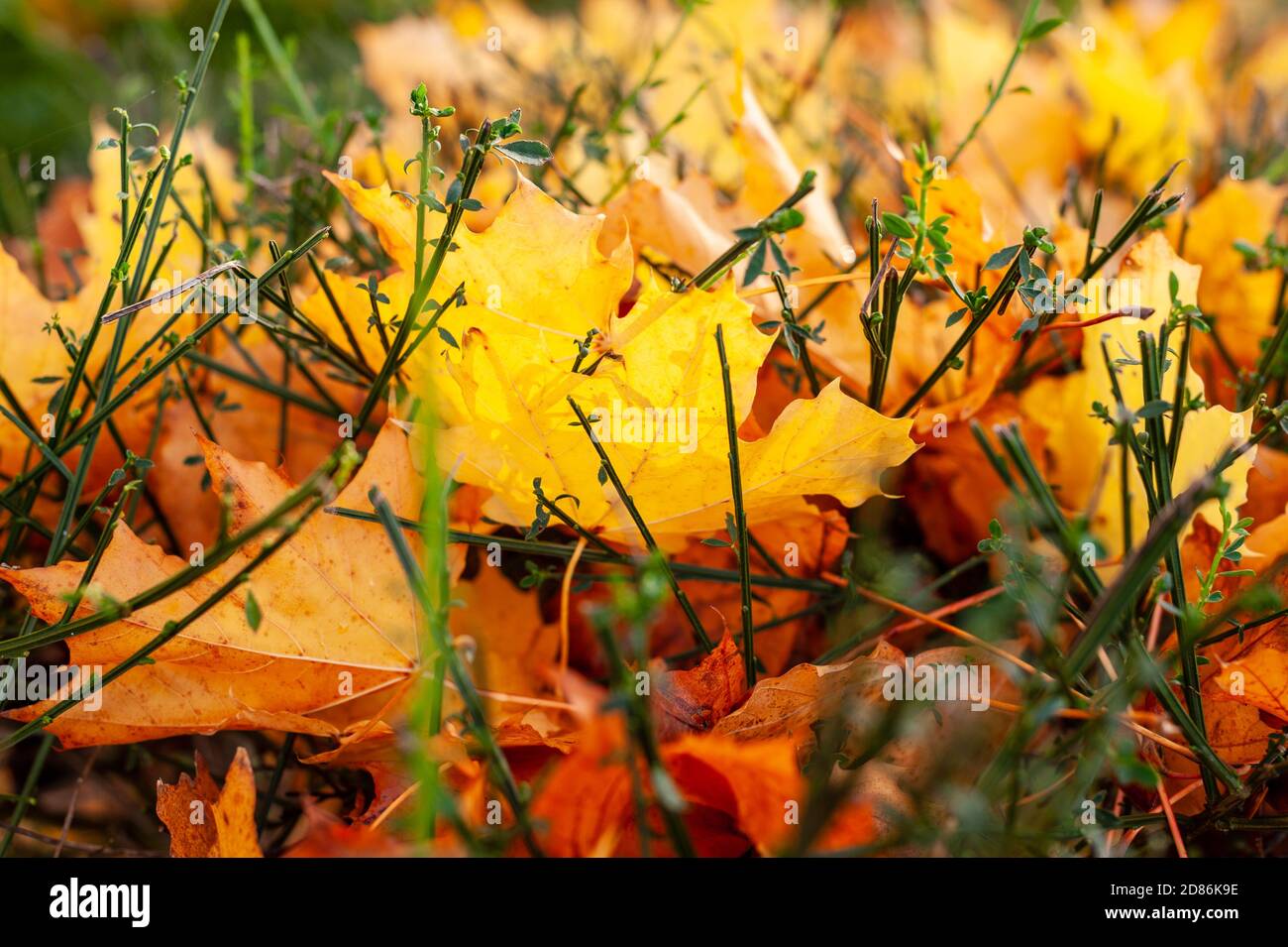 Feuilles d'automne jaunes capturées dans un hedgerow Banque D'Images