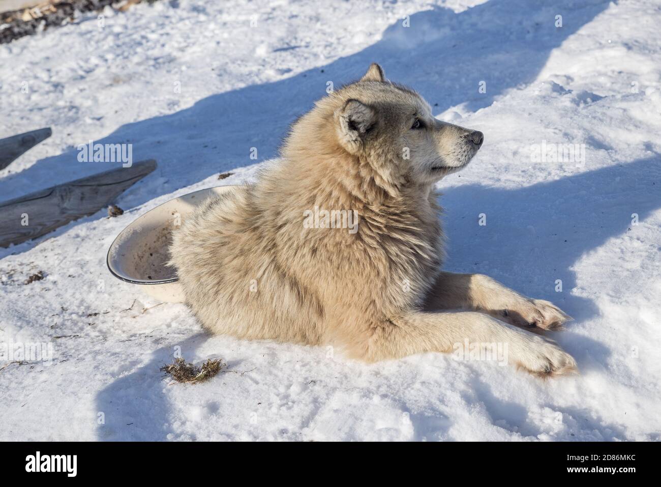 Un chien samoyed sur la neige, Yamalo-Nenets Autonomous Okrug, Russie Banque D'Images