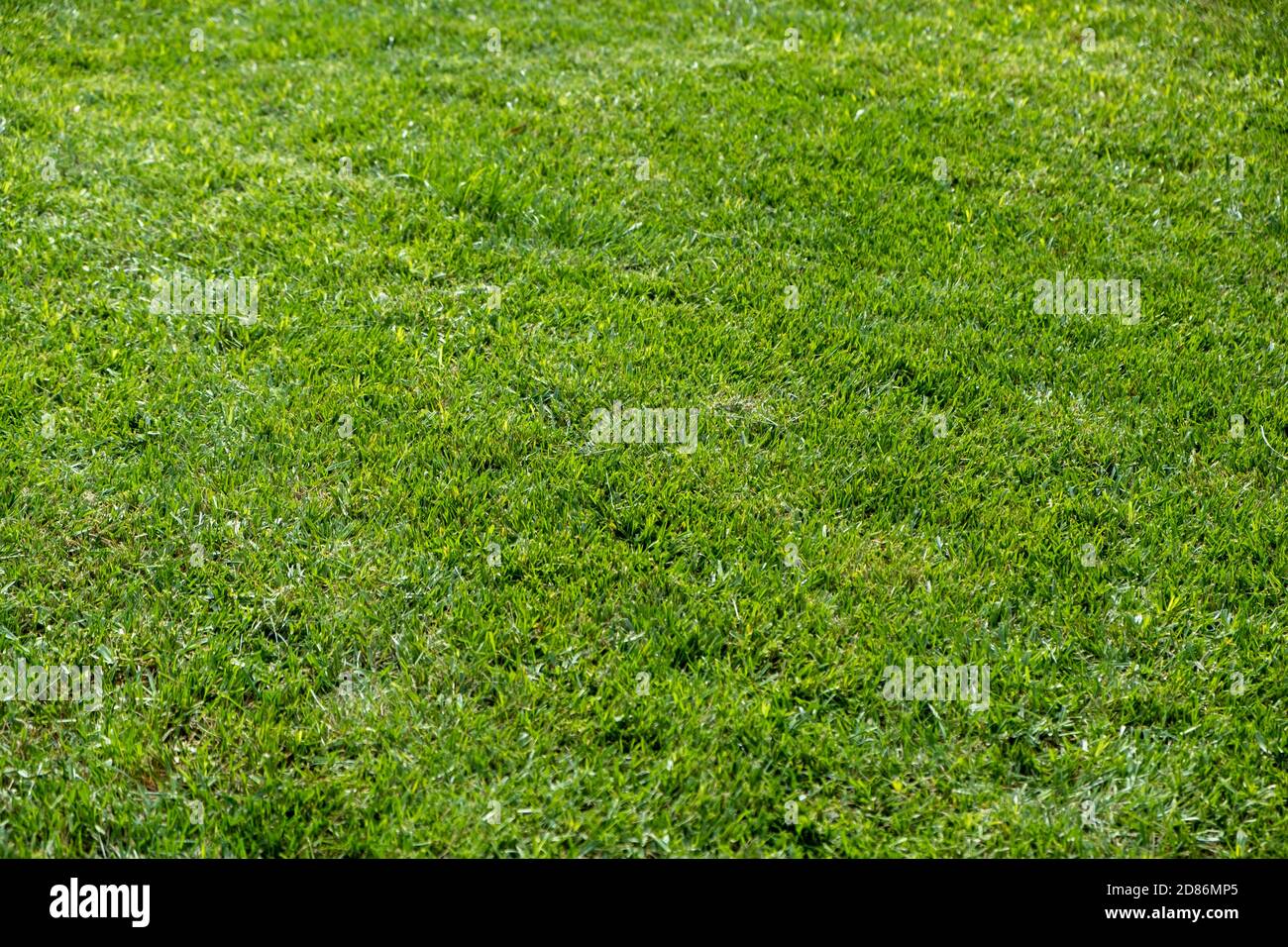 Pelouse verte fond d'herbe, texture, jour de printemps ensoleillé. Champ de sport ou agricole vide, modèle Banque D'Images