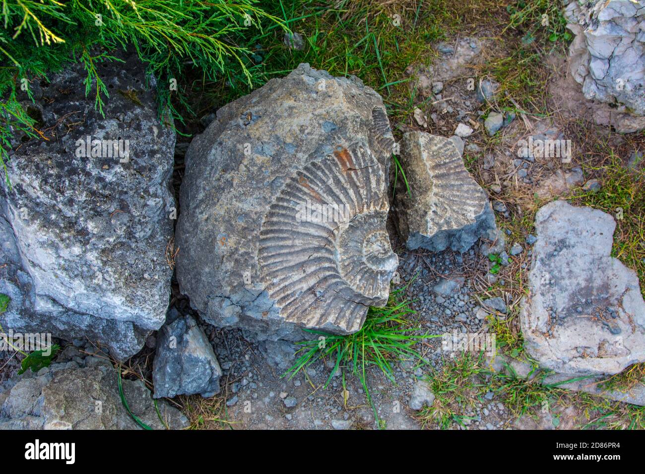 Impression de l'ammonite en archéologie de pierre et en paléontologie Banque D'Images