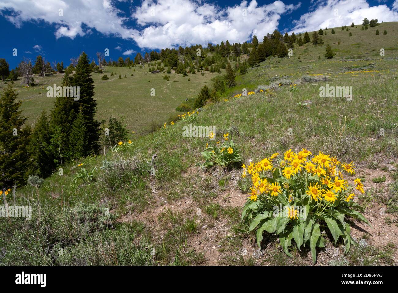 Les fleurs sauvages de balsamroot d'Arrowhead fleurissent le long des pentes de Crystal Butte. Forêt nationale de Bridger-Teton, Wyoming Banque D'Images