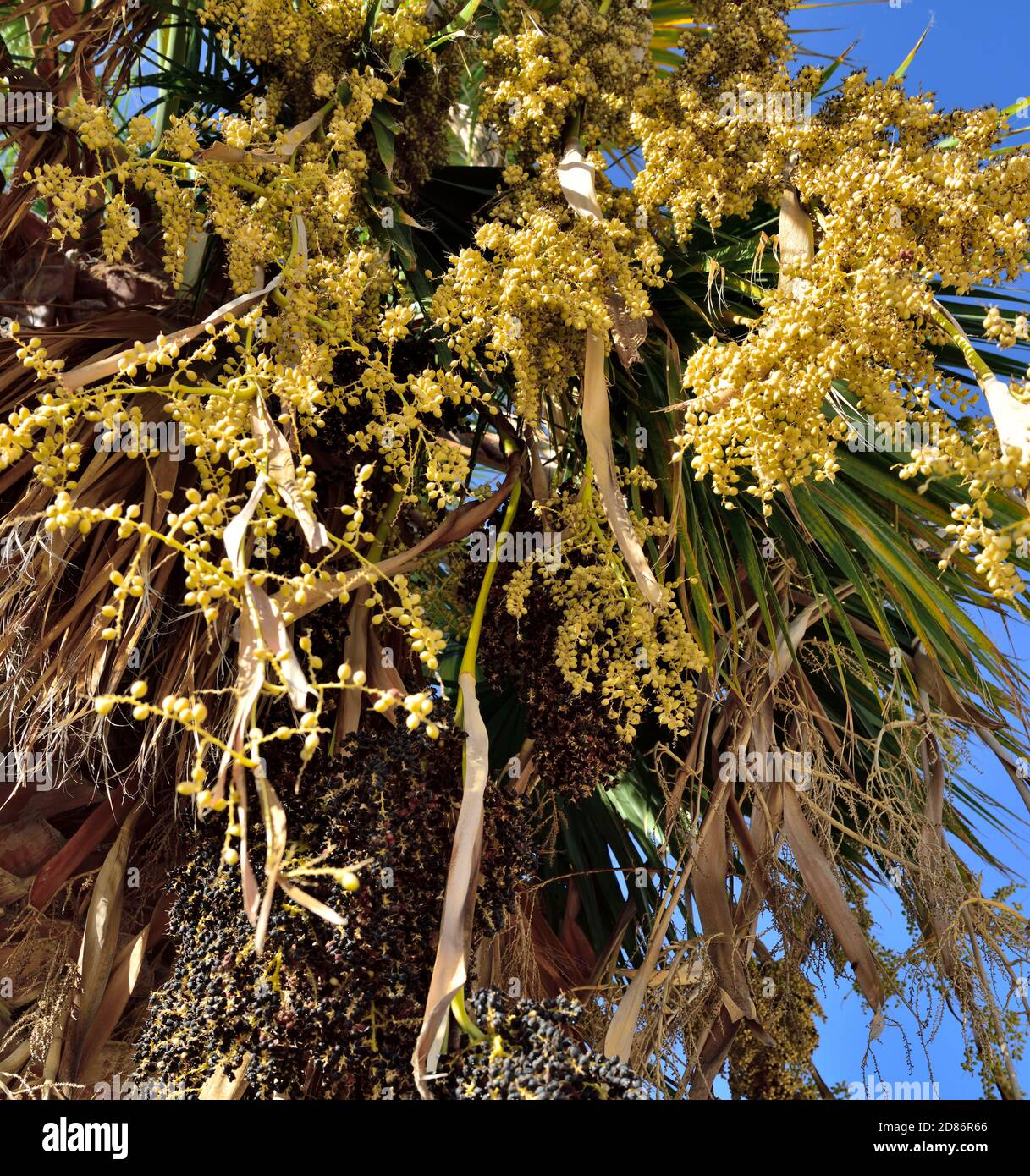 Palmier en croissance (Euterpe oleracea) avec baies d'acai mûres noires et havane non mûres Banque D'Images