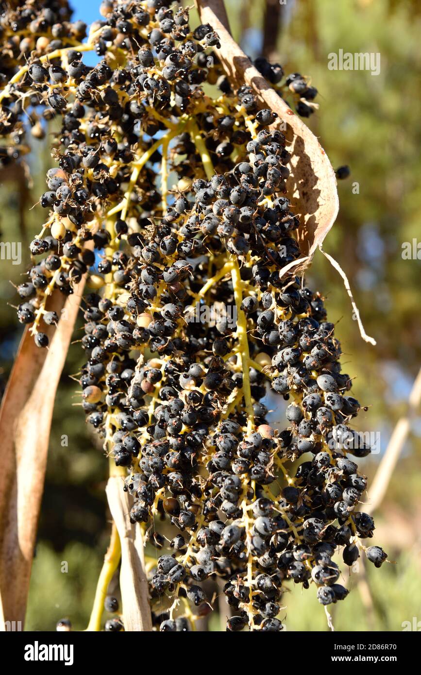 Bouquet de petites baies mûres noires (acai) poussant sur la paume arbre Banque D'Images