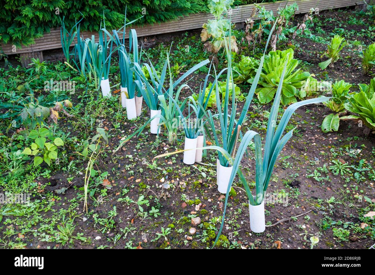 Toilet roll tubes Banque de photographies et d’images à haute