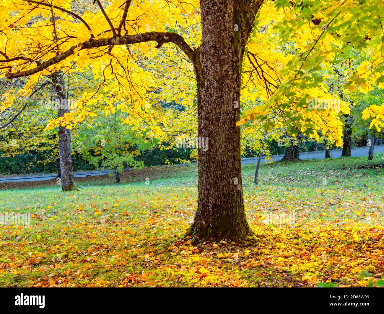 Parc de paysages d'automne dans le parc national des lacs de Plitvice situé dans Croatie Europe Banque D'Images