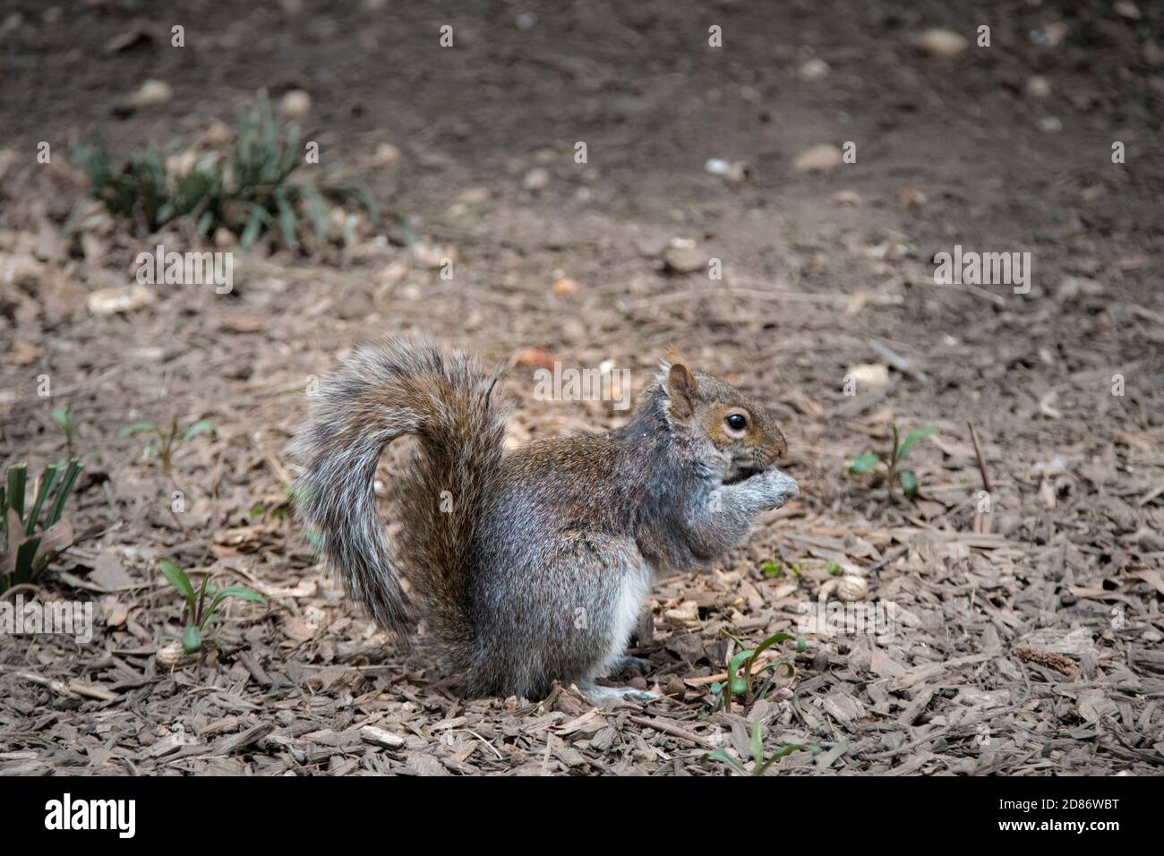 Écureuil gris de l'est, Sciurus carolinensis, sur le terrain, manger, dans le parc de Washington Square, Greenwich Village, New York City, NY USA Banque D'Images