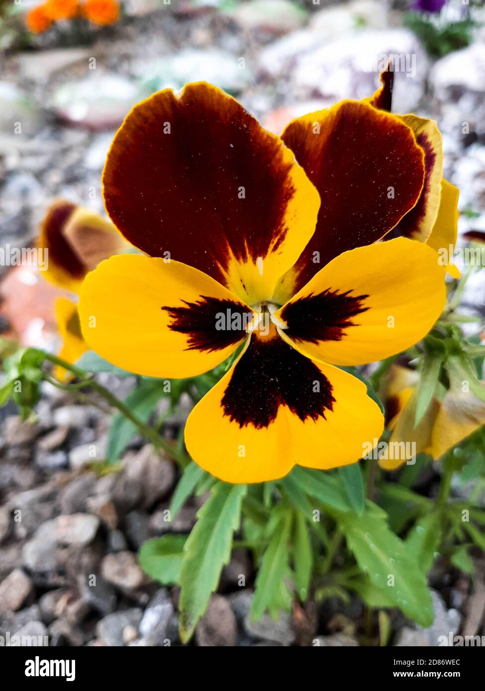 Fleurs de Pansy, gros plan. Alto tricolore, avec pétales brun jaune-orange foncé. Jardin coloré de fleurs de pansy. Plante hybride de la famille des Violacées. Symbo Banque D'Images