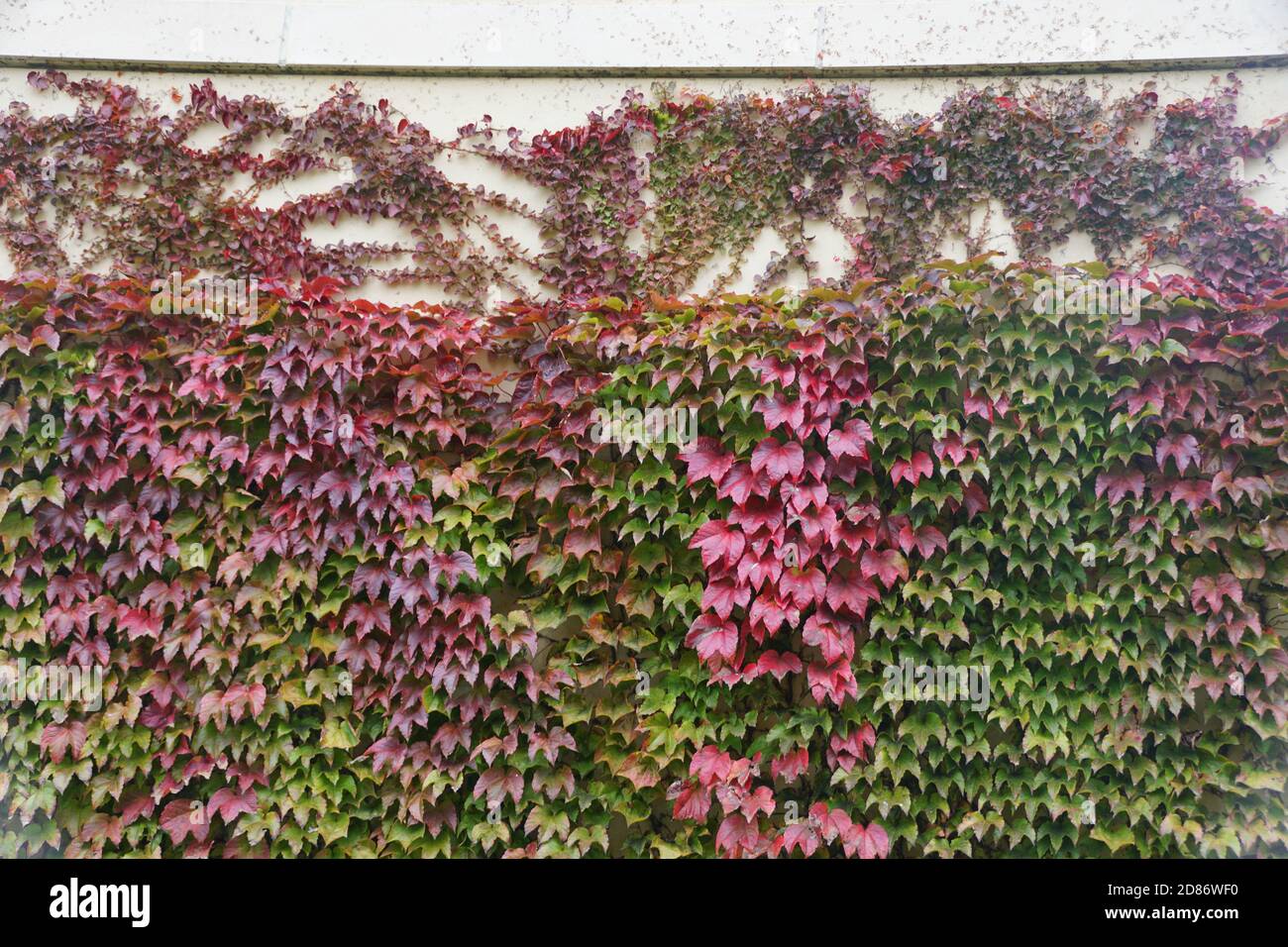 Ivy japonais sauvage grimpant sur le mur et changeant de couleurs à l'automne Banque D'Images