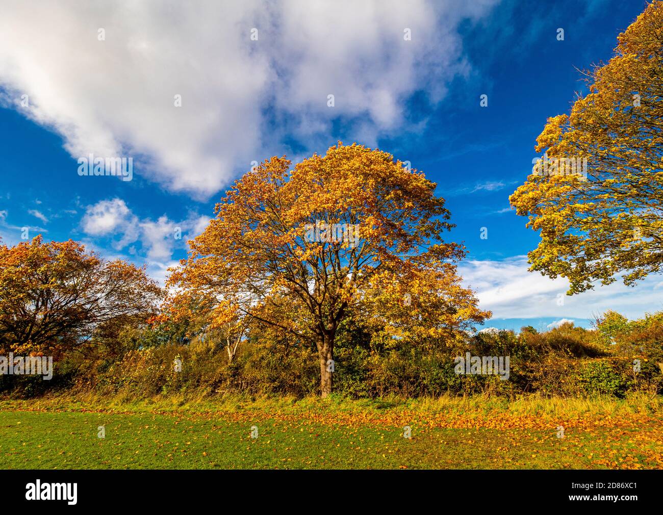 Sycamore arbre en automne sur le périmètre de Monks stray, Hekorth, York Banque D'Images