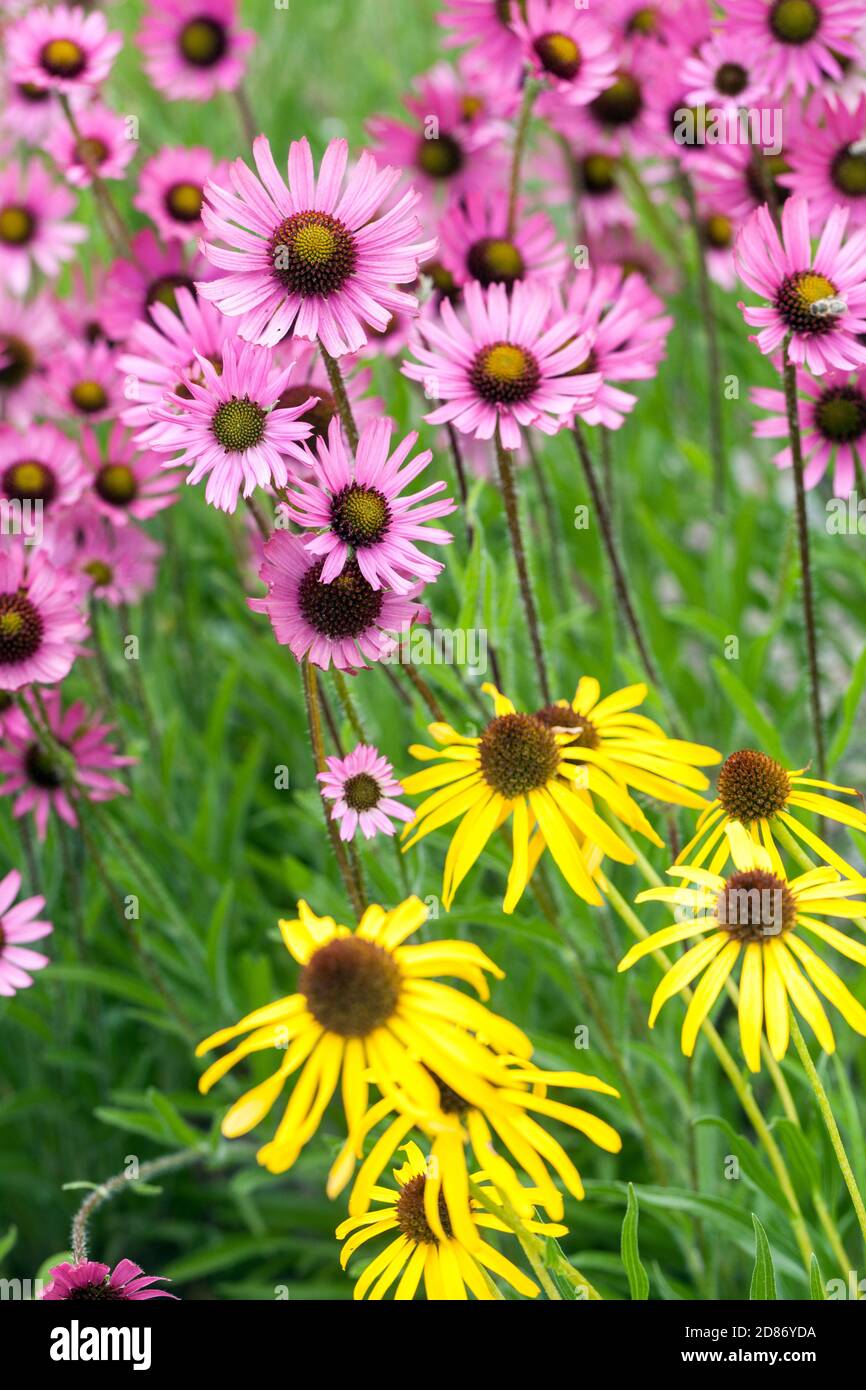 Rose Echinacea tennesseensis jaune Echinacea paradoxa fleurs de jardin Pink jaune Coneflowers jaune Coneflower jaune fleurs d'Echinacea floraison juin été Banque D'Images