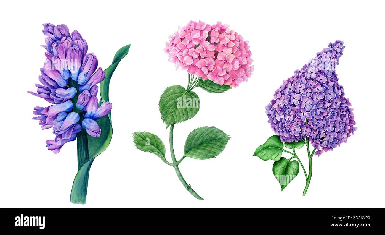 Collection florale vintage de jacinthe, d'Hydrangea et de lilas Banque D'Images