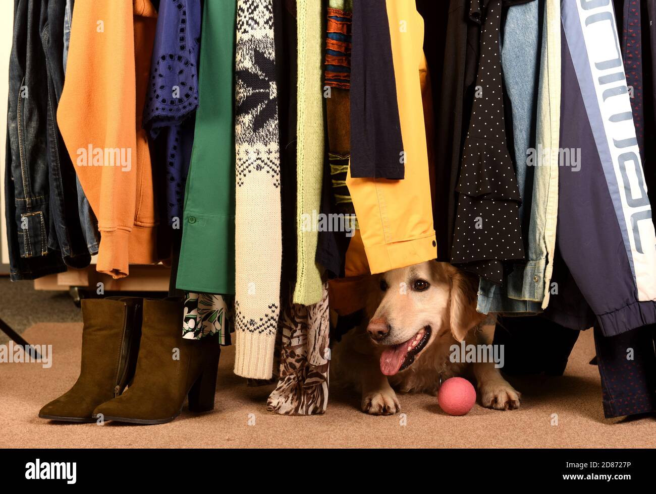 Joli chien caché dans l'armoire Banque D'Images
