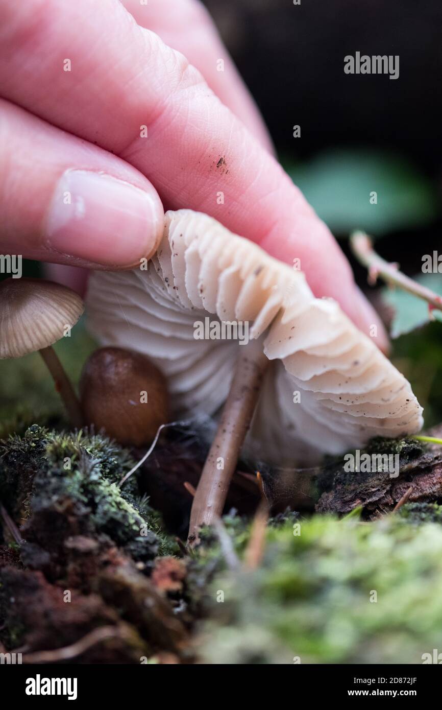 Recherche de champignons, vérification des branchies pour identifier l'espèce/la variante, New Forest, Hampshire, Angleterre Banque D'Images