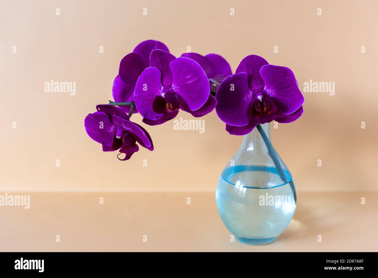 Branche d'orchidée dans un vase en verre sur fond de vase Banque D'Images