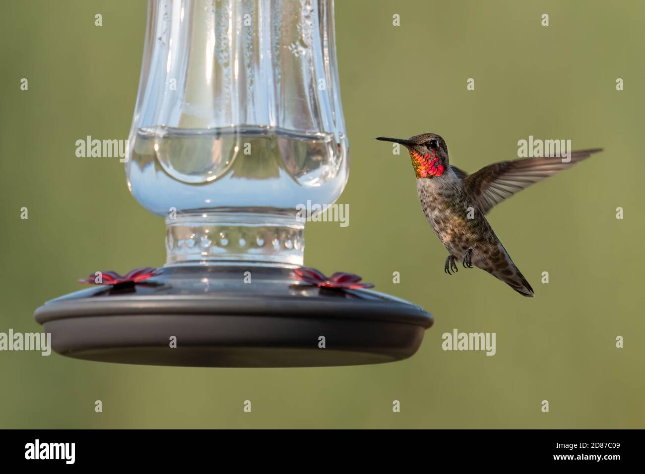 Un jeune colibris d'Allen se comed pour un atterrissage à un mangeoire, sa gorge rouge irisée sur le plein écran Banque D'Images