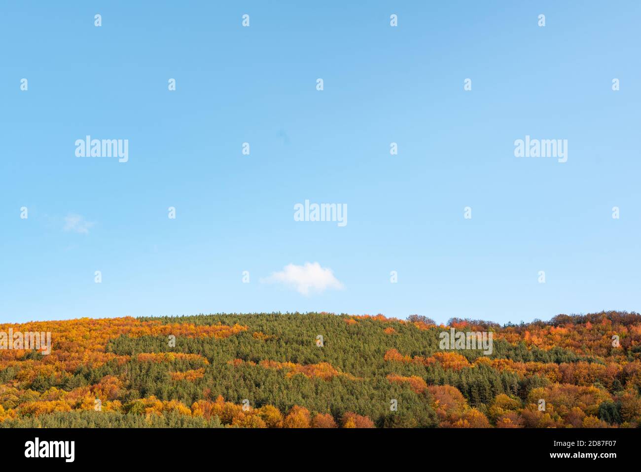 Colline d'automne couverte d'arbres colorés forêt détail orange vif vert minimal montagne paysage rural bulgarie Banque D'Images