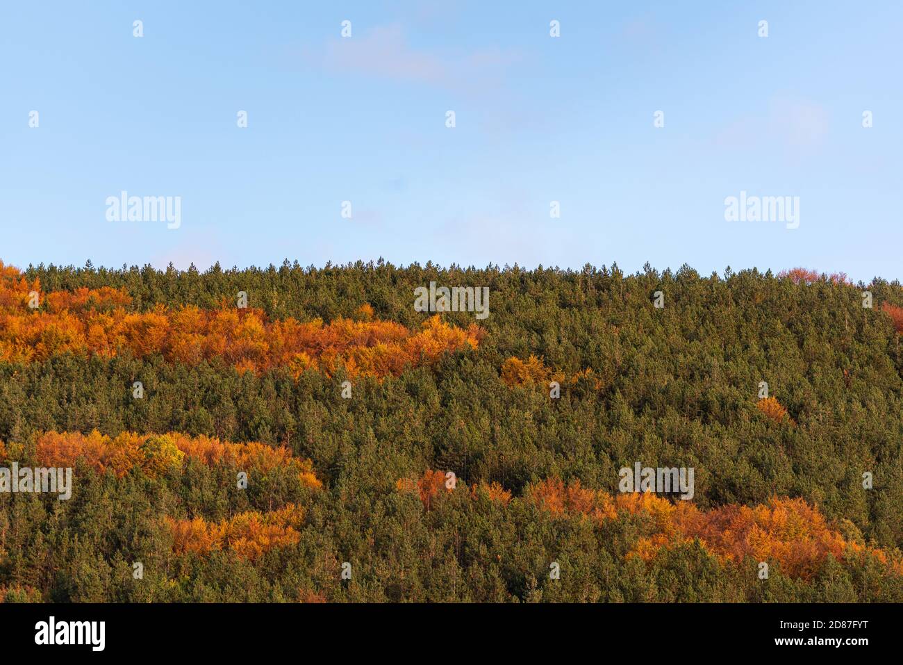 Colline d'automne couverte d'arbres colorés forêt détail orange vif vert minimal montagne paysage rural bulgarie Banque D'Images