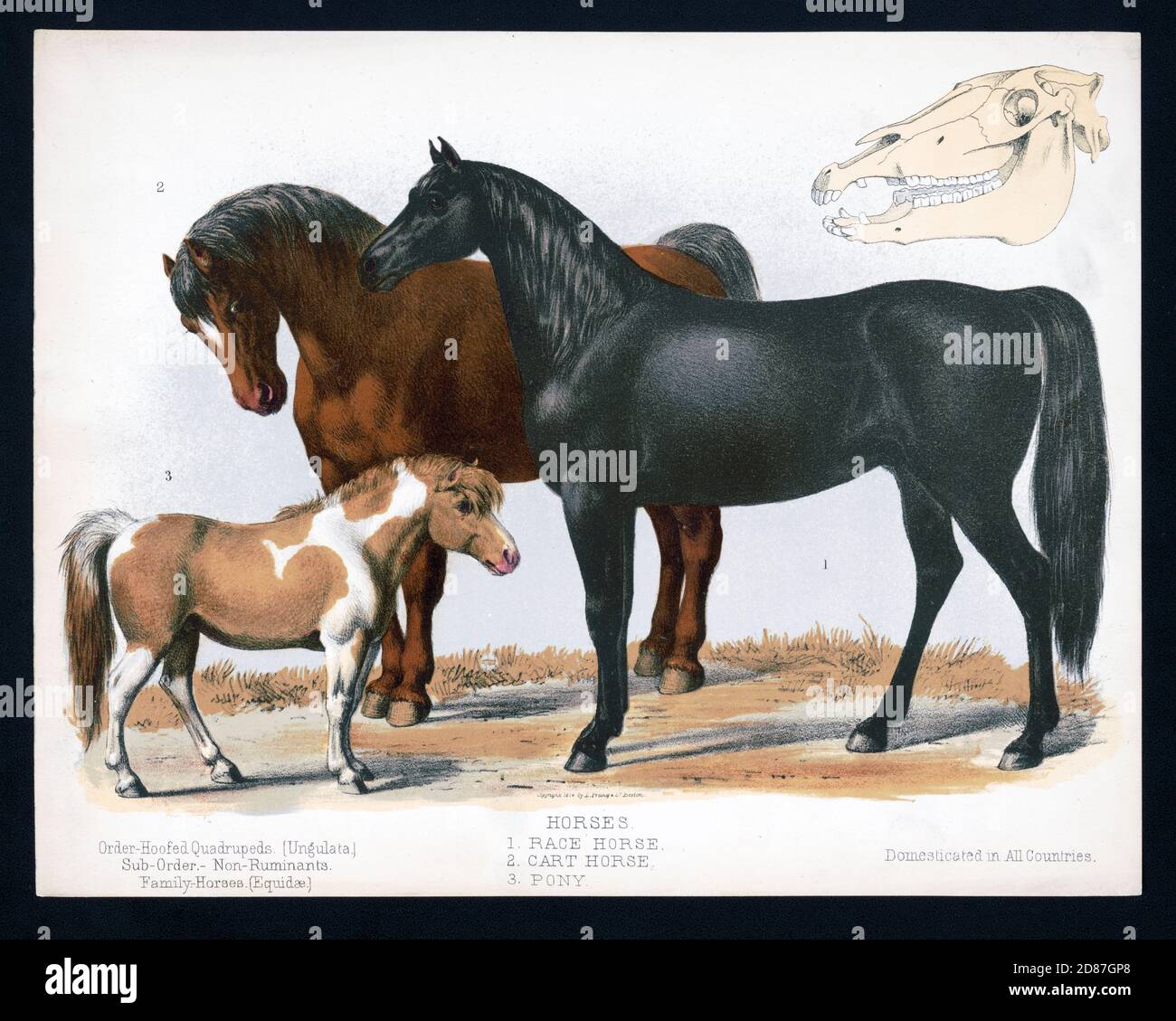 Illustration d'un cheval de course, d'un cheval de chariot et d'un poney Banque D'Images